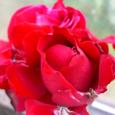 Rose 400-40002